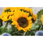 GIRASOL – zdjęcie produktu